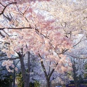  has increased 30 times in one year. Will SOL have a chance to overtake Ethereum this year? 