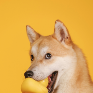 What exactly is the “Dogecoin” that Musk brought? It has soared 20% to dominate the virtual currency! 